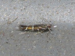 Cosmopterix pulchrimella