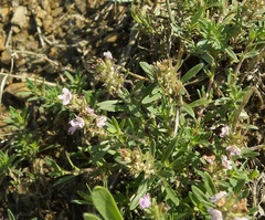 Thymus littoralis