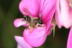 Megachile ericetorum