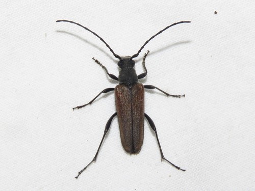 Trachysida mutabilis (Newman, 1841)