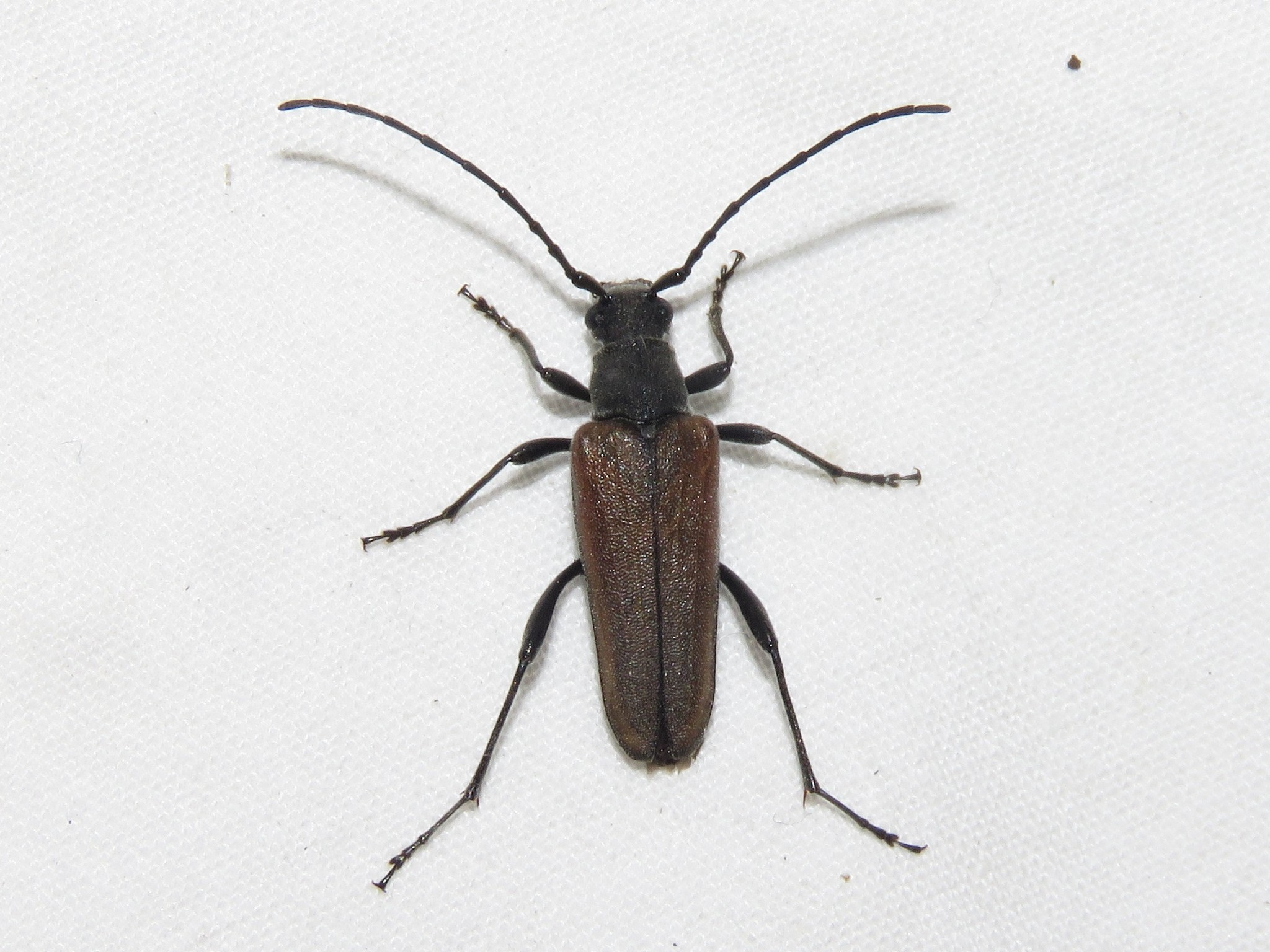 Trachysida mutabilis · iNaturalist