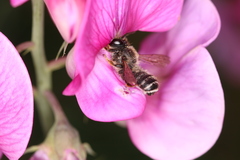 Megachile ericetorum