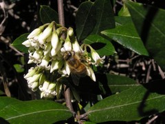 Parsonsia heterophylla