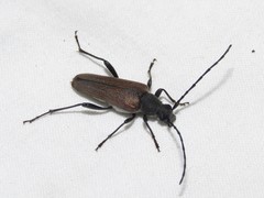 Trachysida mutabilis