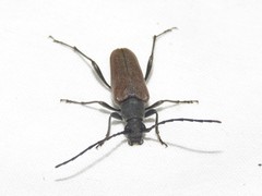 Trachysida mutabilis