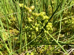 Scheuchzeria palustris