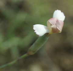 Dianthus marschallii