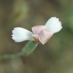 Dianthus marschallii