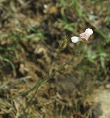 Dianthus marschallii