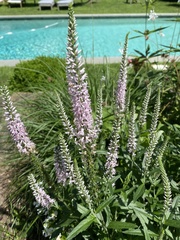 Veroniceae