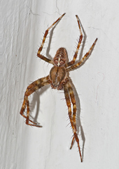 Araneus diadematus