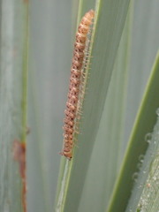 Harpogonopus confluentus