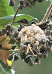 Selasphorus sasin sedentarius