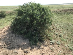 Rhamnus erythroxyloides