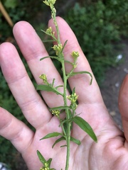 Sisymbrium officinale