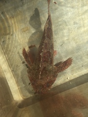 Scorpaena guttata