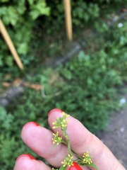 Sisymbrium officinale
