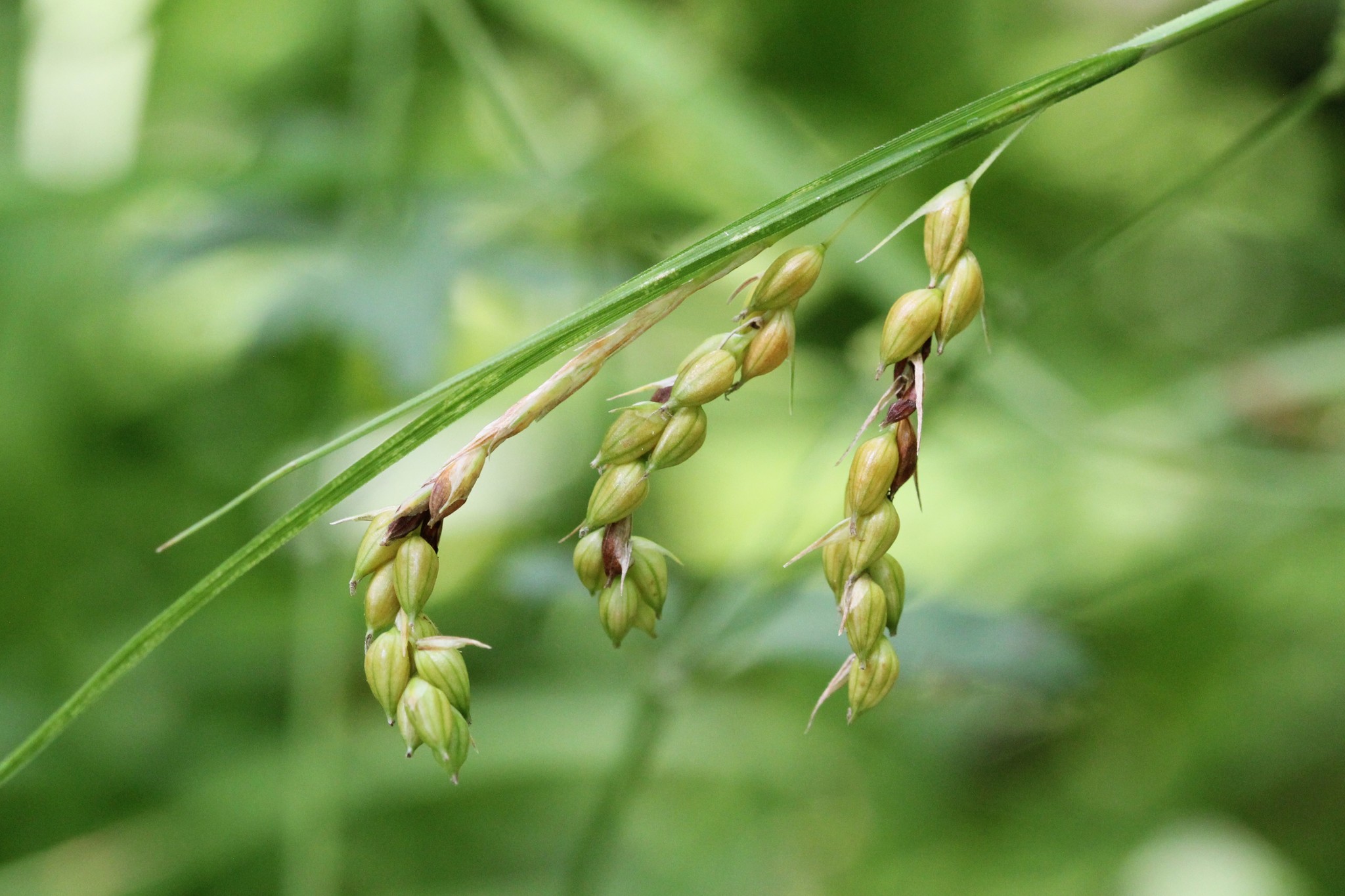 Carex davisii