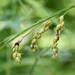 Carex davisii - Photo (c) Quinten Wiegersma, algunos derechos reservados (CC BY), subido por Quinten Wiegersma
