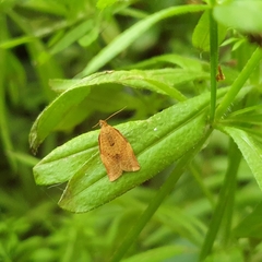Clepsis consimilana
