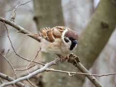 Passer montanus