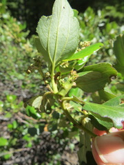 Periploca ceanothiella