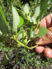 Periploca ceanothiella
