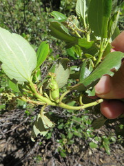 Periploca ceanothiella