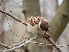 Passer montanus