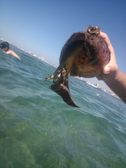 Titanostrombus galeatus