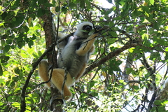 Propithecus diadema