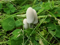 Coprinopsis nivea
