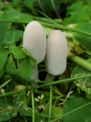 Coprinopsis nivea