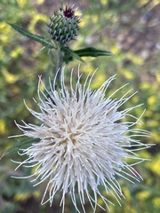 Cirsium canescens