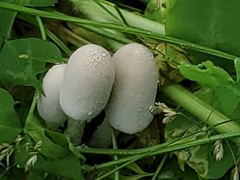 Coprinopsis nivea