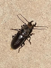 Nothopleurus lobigenis