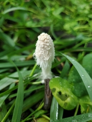 Coprinopsis nivea
