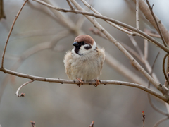 Passer montanus