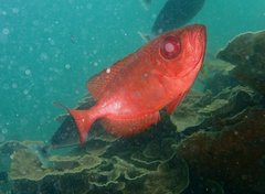 Heteropriacanthus carolinus