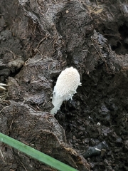 Coprinopsis nivea