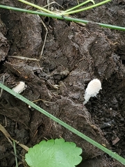 Coprinopsis nivea