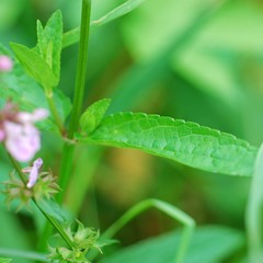 Stachys