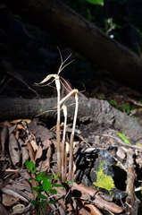 Arachnitis uniflora