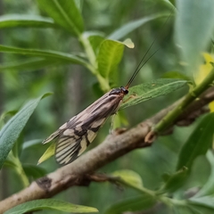 Macrostemum radiatum