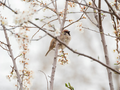 Passer montanus