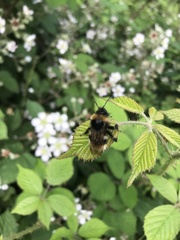 Bombus