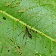 Ptychoptera contaminata