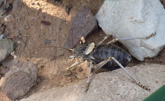 Acanthoproctus cervinus