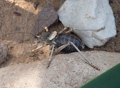 Acanthoproctus cervinus