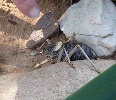 Acanthoproctus cervinus